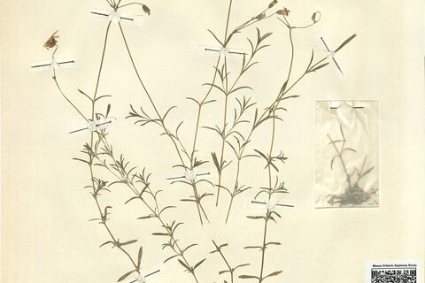 Cerastium arvense L. subsp. arvense -  RO-HSepv 12094 photo