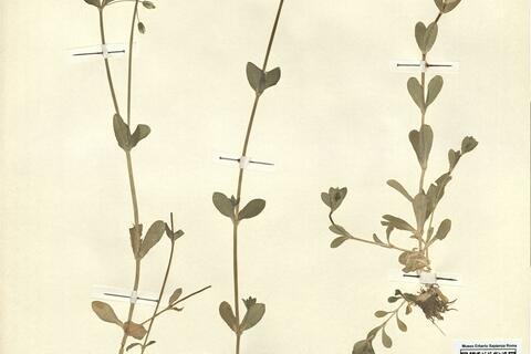 Cerastium atlanticum Durieu subsp. atlanticum var. atlanticum -  RO-HSepv 12991 photo