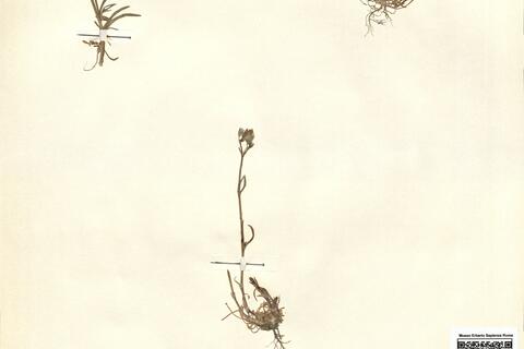 Cerastium dubium (Bast.) Guépin -  RO-HSepv 12095 photo