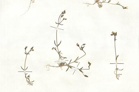 Cerastium dubium (Bast.) Guépin -  RO-HSepv 17867 photo