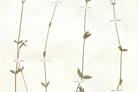 Cerastium fontanum Baumg. subsp. vulgare (Hartm.) Greuter & Burdet -  RO-HSepv 14959 photo