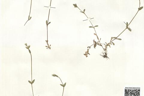 Cerastium fontanum Baumg. subsp. vulgare (Hartm.) Greuter & Burdet -  RO-HSepv 15954 photo