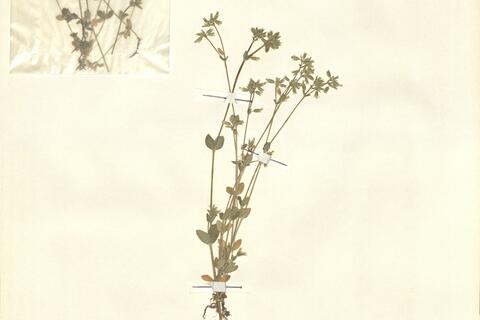 Cerastium glomeratum Thuill. -  RO-HSepv 12994 photo