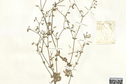 Cerastium glutinosum Fries -  RO-HSepv 13980 photo