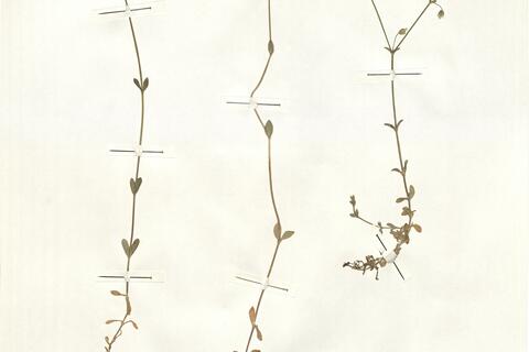 Cerastium ligusticum Viv. -  RO-HSepv 13981 photo