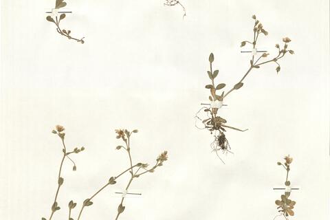 Cerastium ligusticum Viv. subsp. ligusticum -  RO-HSepv 15955 photo