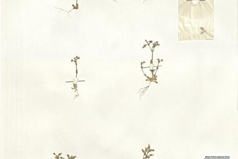 Cerastium pumilum Curt. subsp. glutinosum (Fries) Corb. -  RO-HSepv 14961 photo