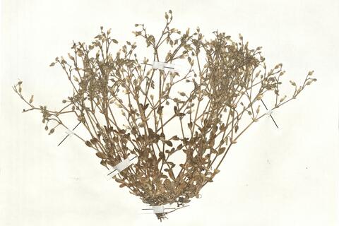 Cerastium semidecandrum L. -  RO-HSepv 17868 photo