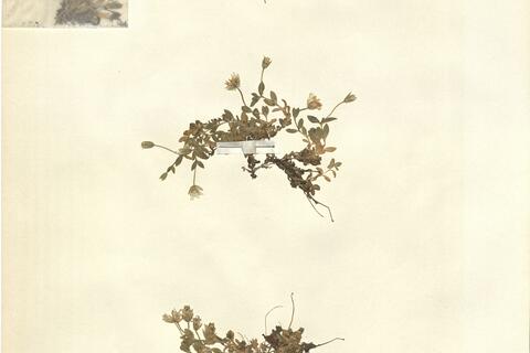 Cerastium uniflorum Clairv. -  RO-HSepv 12100 photo