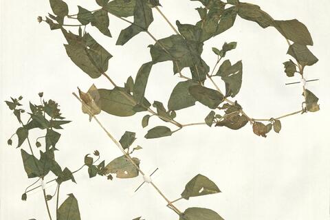 Myosoton aquaticum (L.) Moench -  RO-HSepv 14002 photo