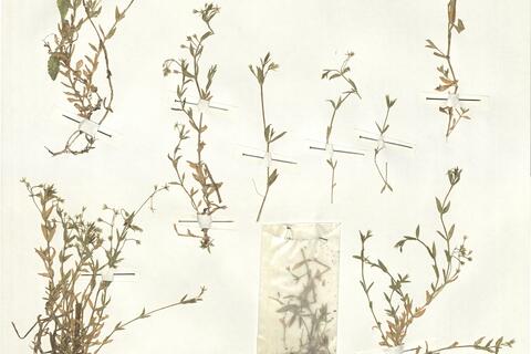 Stellaria alsine Grimm -  RO-HSepv 15002 photo