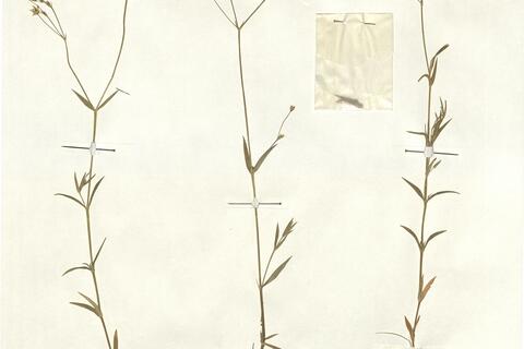 Stellaria graminea L.  -  RO-HSepv 13044 photo