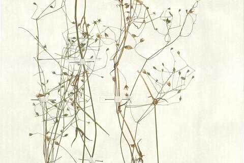 Stellaria graminea L.  -  RO-HSepv 13045 photo