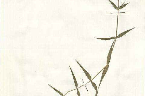 Stellaria holostea L. -  RO-HSepv 15003 photo