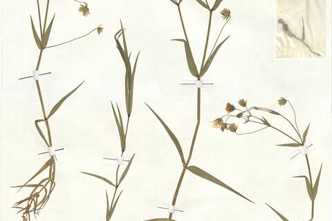 Stellaria holostea L. -  RO-HSepv 16893 photo