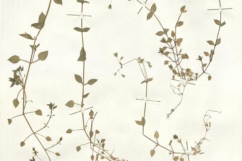 Stellaria media (L.) Vill. subsp. neglecta (Weihe) Gremli var. neglecta (Weihe) Mert. & Koch -  RO-HSepv 14024 photo