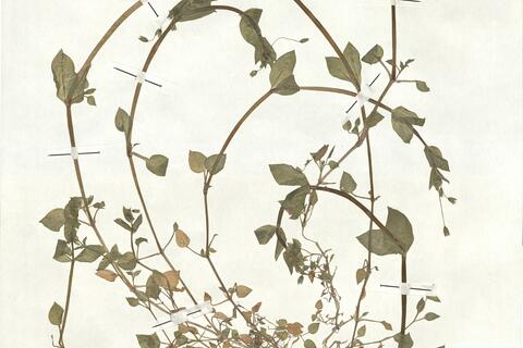 Stellaria neglecta Weihe -  RO-HSepv 17900 photo