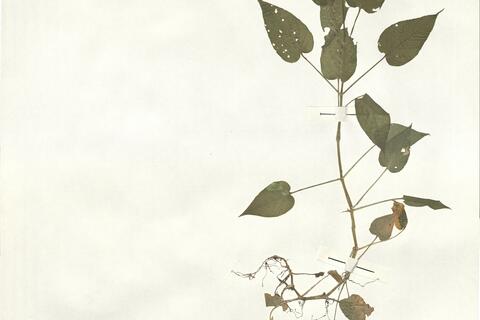 Stellaria nemorum L. subsp. montana (Pierrat) Berher -  RO-HSepv 15004 photo