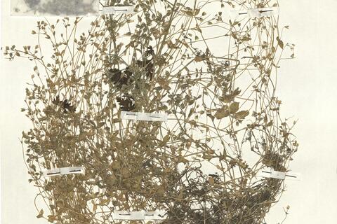 Stellaria pallida (Dum.) Piré  -  RO-HSepv 13046 photo