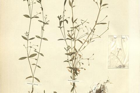 Stellaria uliginosa Murray  -  RO-HSepv 11217 photo