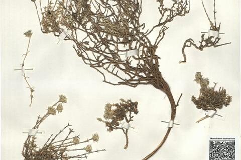 Arenaria aggregata (L.) Loisel. subsp. aggregata -  RO-HSepv 14952 photo