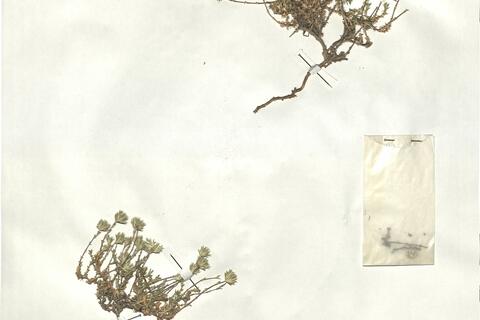 Arenaria aggregata (L.) Loisel. subsp. aggregata -  RO-HSepv 17863 photo