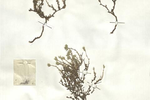 Arenaria aggregata (L.) Loisel. subsp. pseudoarmeriastrum (Rouy) G. López & Nieto Feliner -  RO-HSepv 16849 photo