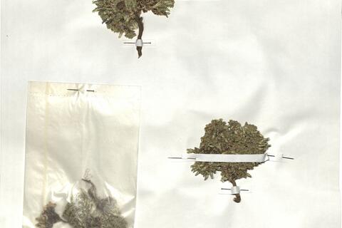 Arenaria alfacarensis Pamp.  -  RO-HSepv 18903 photo