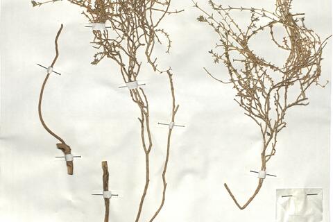 Arenaria armerina Bory subsp. armerina -  RO-HSepv 18904 photo