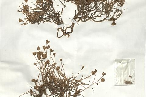 Arenaria armerina Bory subsp. armerina -  RO-HSepv 18905 photo