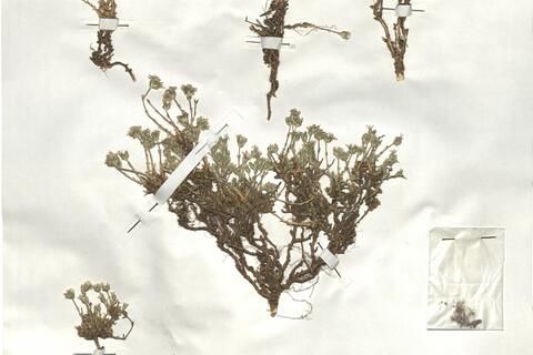 Arenaria armerina Bory subsp. armerina -  RO-HSepv 18906 photo