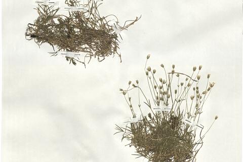 Minuartia austriaca (Jacq.) Hayek -  RO-HSepv 18932 photo