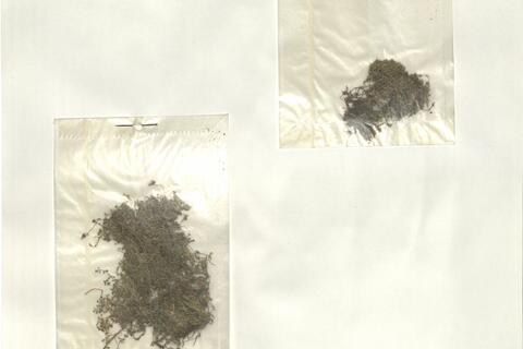 Arenaria balearica L. -  RO-HSepv 13971 photo