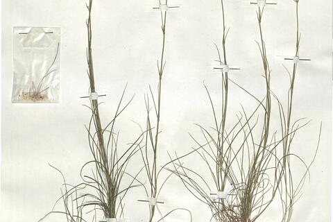 Eremogone biebersteinii (Schlecht.) Holub -  RO-HSepv 18919 photo