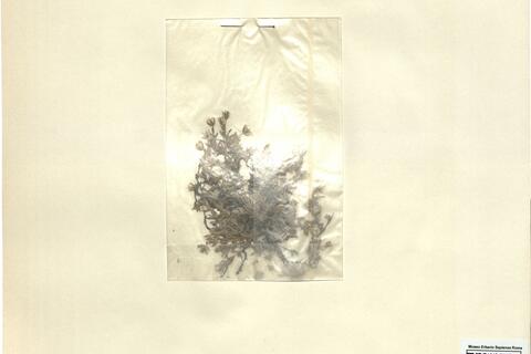 Arenaria ciliata L. subsp. ciliata -  RO-HSepv 12088 photo