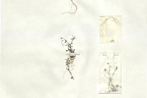 Arenaria conimbricensis Brot. subsp. viridis Font Quer -  RO-HSepv 17864 photo