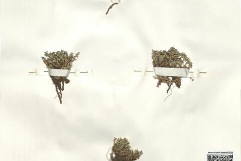 Arenaria erinacea Boiss. -  RO-HSepv 14953 photo