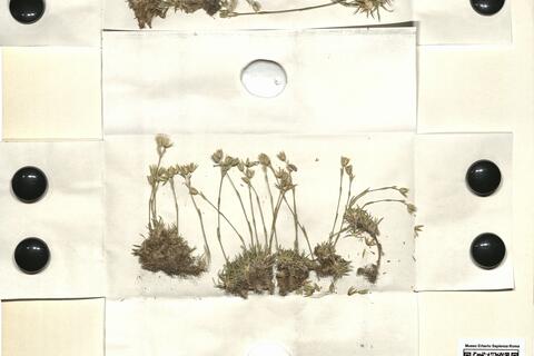 Minuartia graminifolia (Ard.) Jáv. subsp. clandestina (Portenschl.) Mattf. -  RO-HSepv 11186 photo