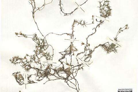 Arenaria grandiflora L. -  RO-HSepv 16852 photo