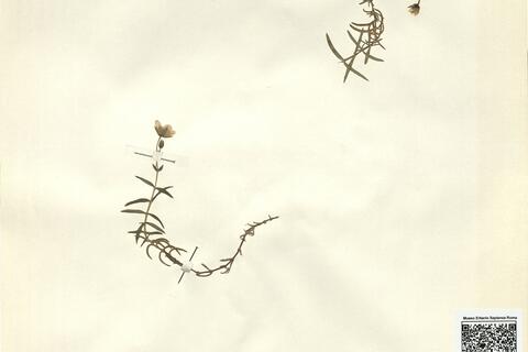 Arenaria grandiflora L.  -  RO-HSepv 11156 photo