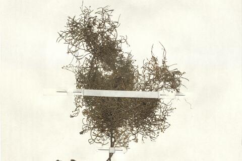 Moehringia grisebachii Janka -  RO-HSepv 13014 photo