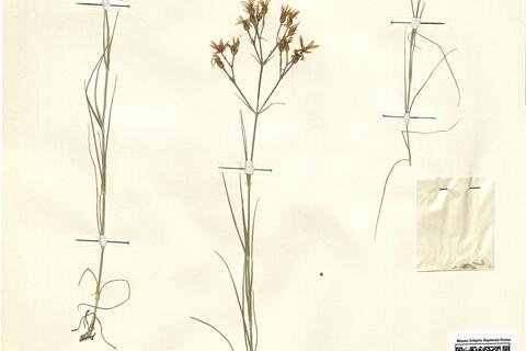 Arenaria gypsophiloides L. var. gypsophiloides -  RO-HSepv 12089 photo