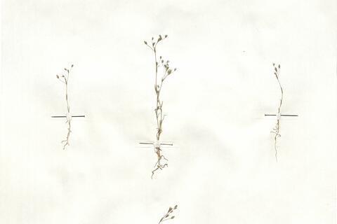 Minuartia hybrida (Vill.) Schischkin -  RO-HSepv 17879 photo