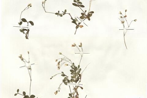 Moehringia intricata Willk. subsp. castellana J.M. Montserrat -  RO-HSepv 14000 photo