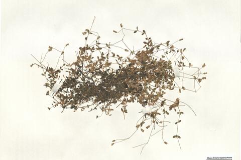 Moehringia intricata Willk. subsp. tejedensis (Huter, Porta & Rigo ex Willk.) J.M. Monts.  -  RO-HSepv 15970 photo