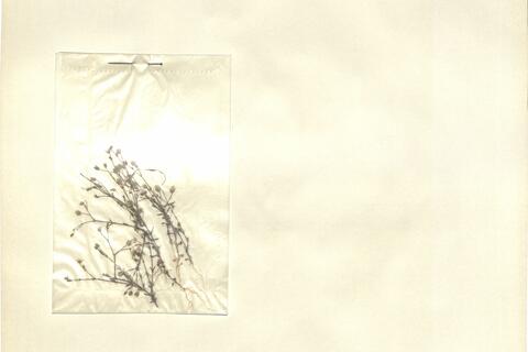 Arenaria modesta Duf. -  RO-HSepv 12986 photo