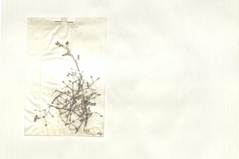 Arenaria modesta Dufour -  RO-HSepv 13974 photo