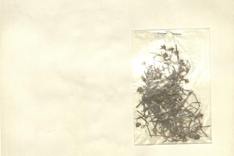 Arenaria montana L. subsp. intricata (Ser.) Pau -  RO-HSepv 12987 photo