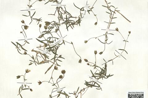 Arenaria montana L. subsp. intricata (Ser.) Pau  -  RO-HSepv 17866 photo