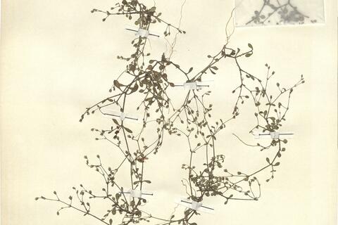 Arenaria muralis (Link) Spreng. -  RO-HSepv 12988 photo